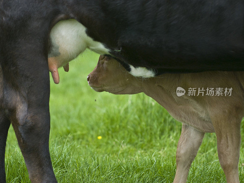 正要吮吸母牛乳房的牛犊