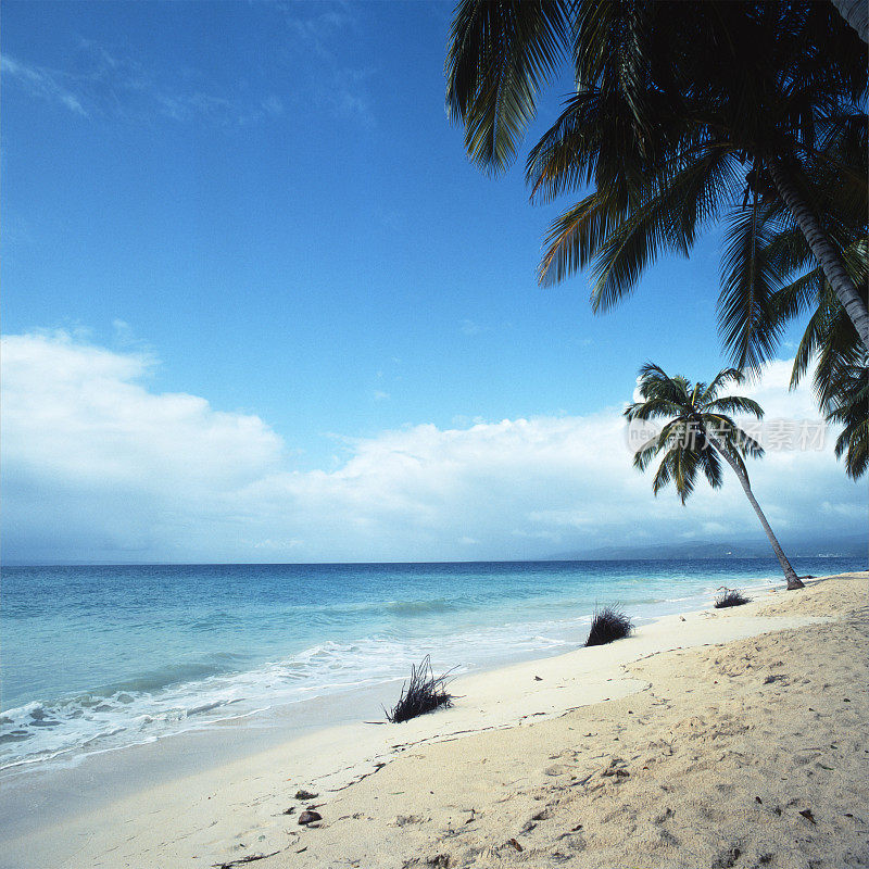 热带海滩，晶莹的水，细沙和棕榈树