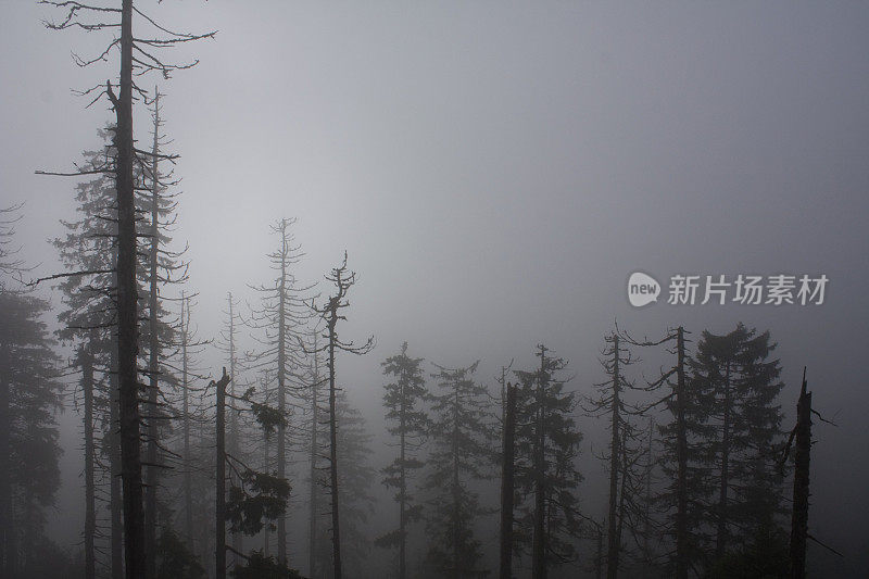 黑森林的雾天