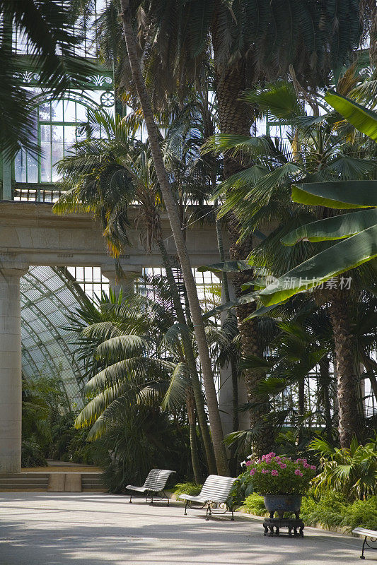 热带温室室内有棕榈树和长椅
