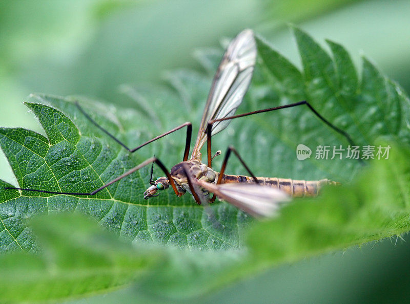 鹤飞