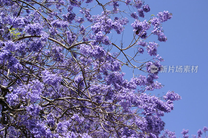 花和扭曲的枝蓝花楹树