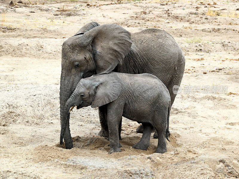 大象妈妈和小象正在挖沙取水