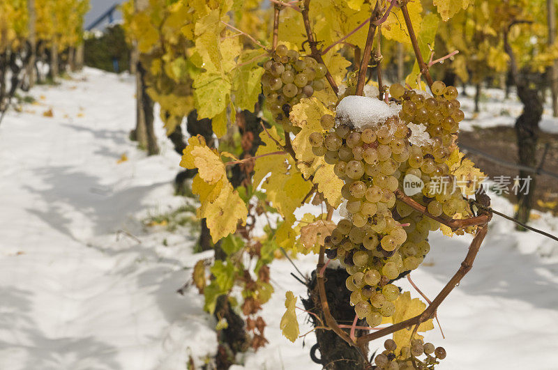 32、冰酿葡萄，葡萄园里初雪