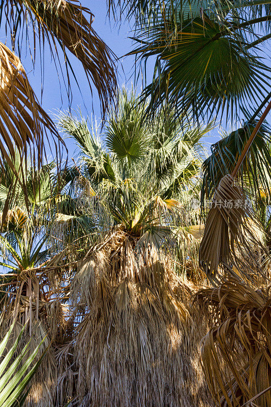 加州扇棕榈在千棕榈绿洲