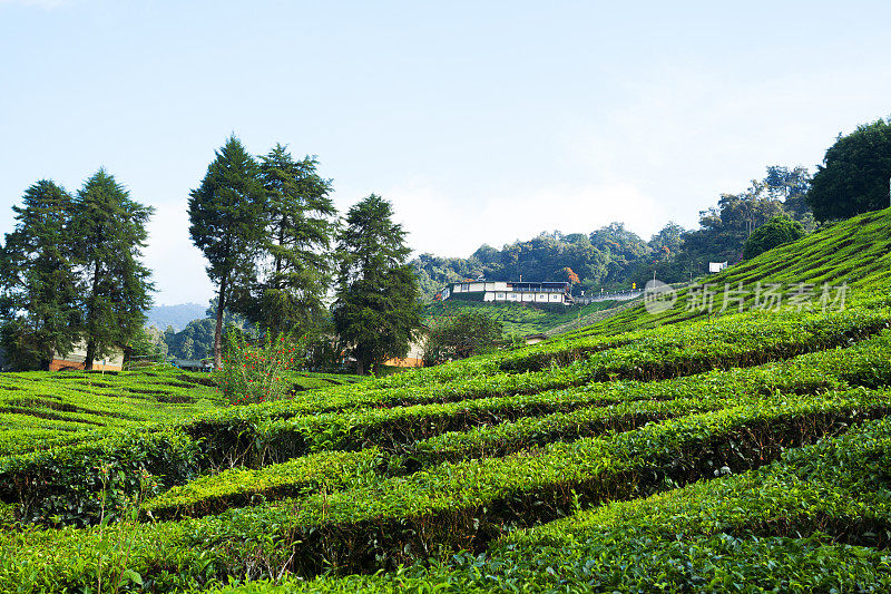 位于卡梅伦高地的巴拉特茶园