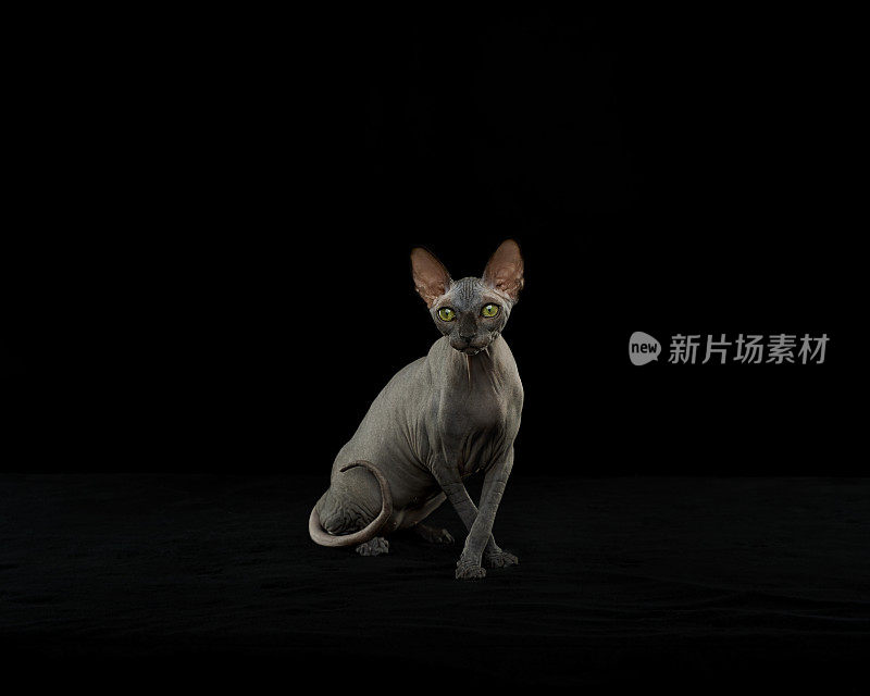 Sphynx猫