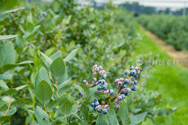 浆果农场里成熟的蓝莓。有选择性的重点