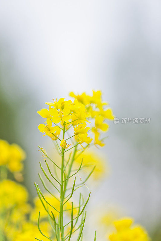 油菜花近距离