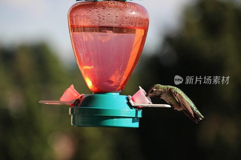 蜂鸟正在吸食花蜜