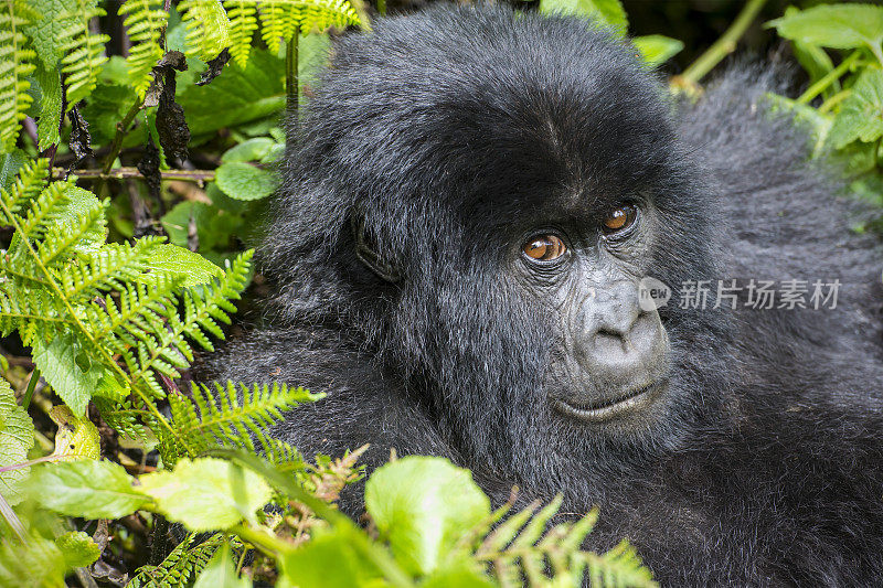 卢旺达丛林中的山地大猩猩(白令盖大猩猩)