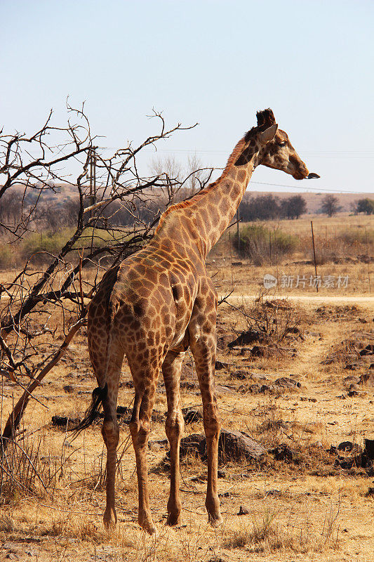 南非:克鲁格斯多普地区的长颈鹿