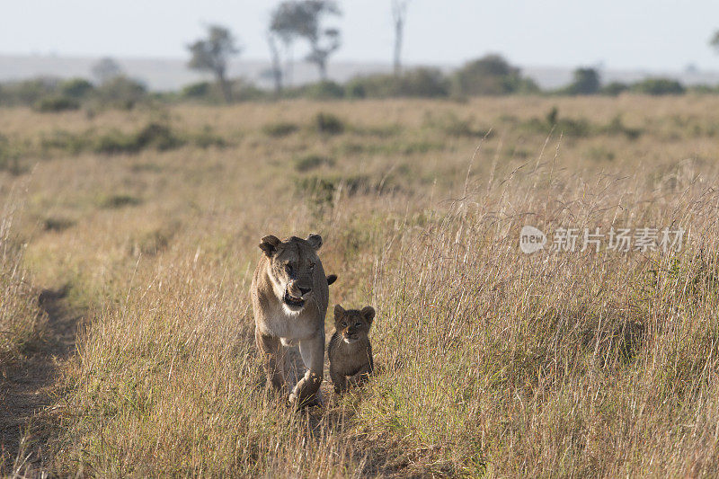 肯尼亚马赛马拉的母狮和幼崽