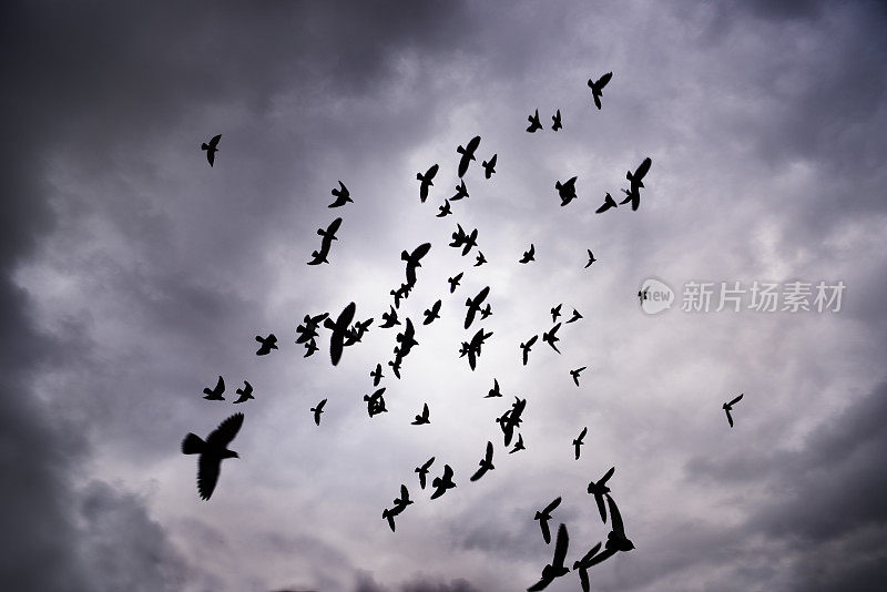 近距离看，一群鸟儿背对着天空