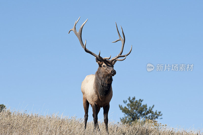 科罗拉多州落基山国家公园的公麋鹿