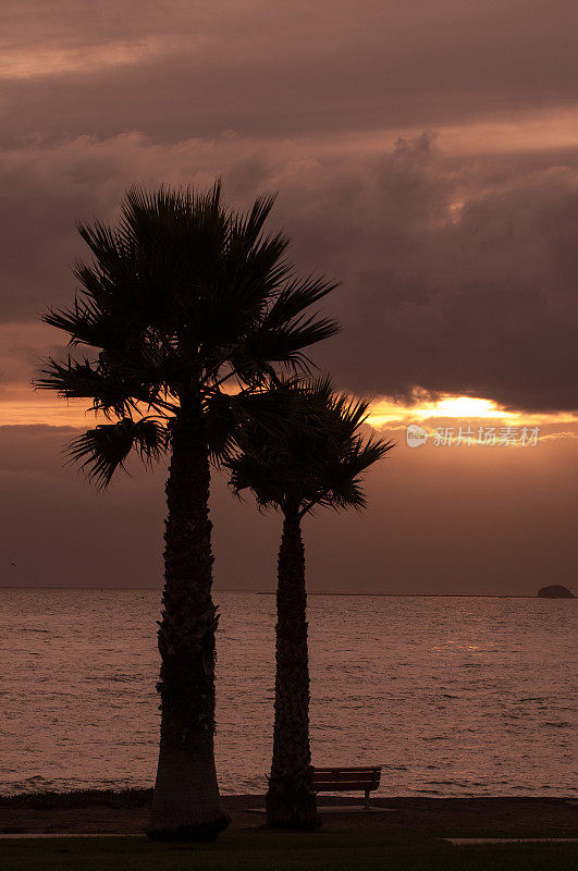 日落时分的棕榈树