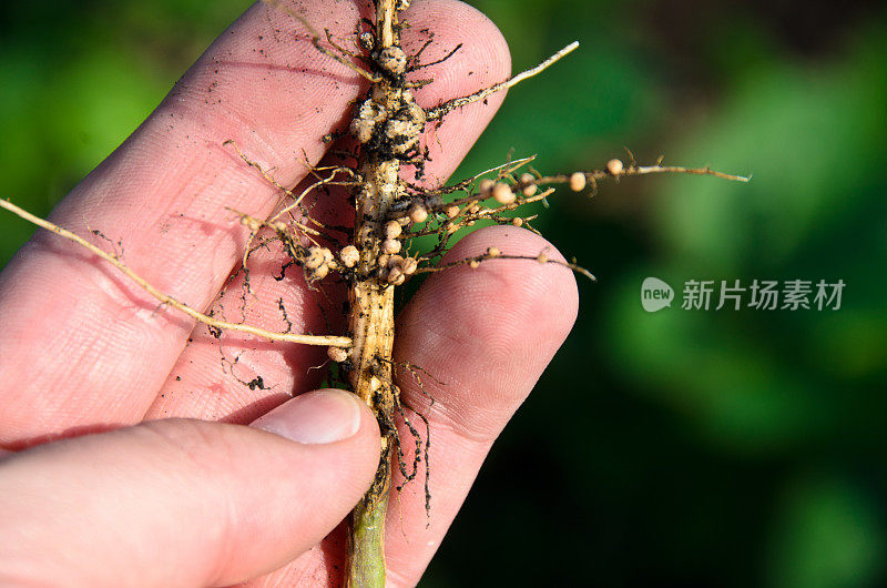 大豆植物根系