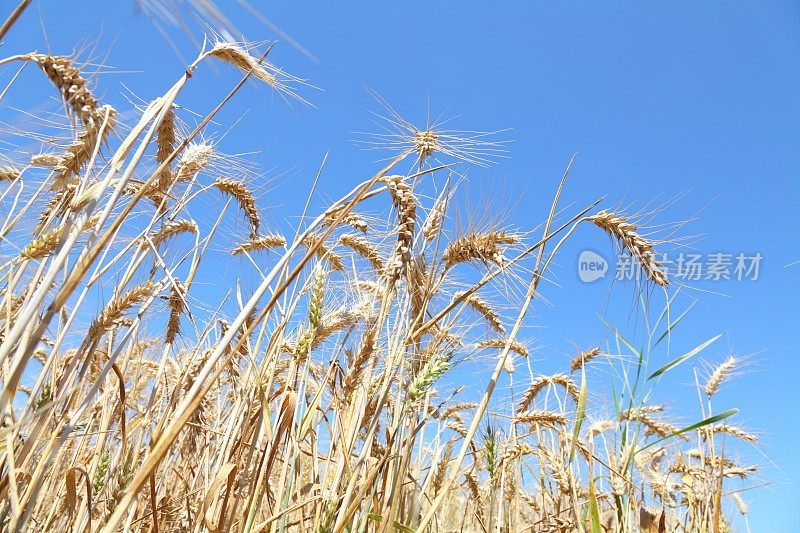 成熟的小麦、玉米、谷类植物和蓝天