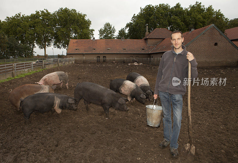 农夫正在和猪一起工作。