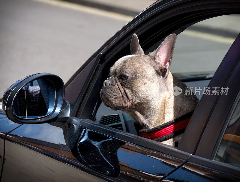 一只法国斗牛犬从车窗往外看