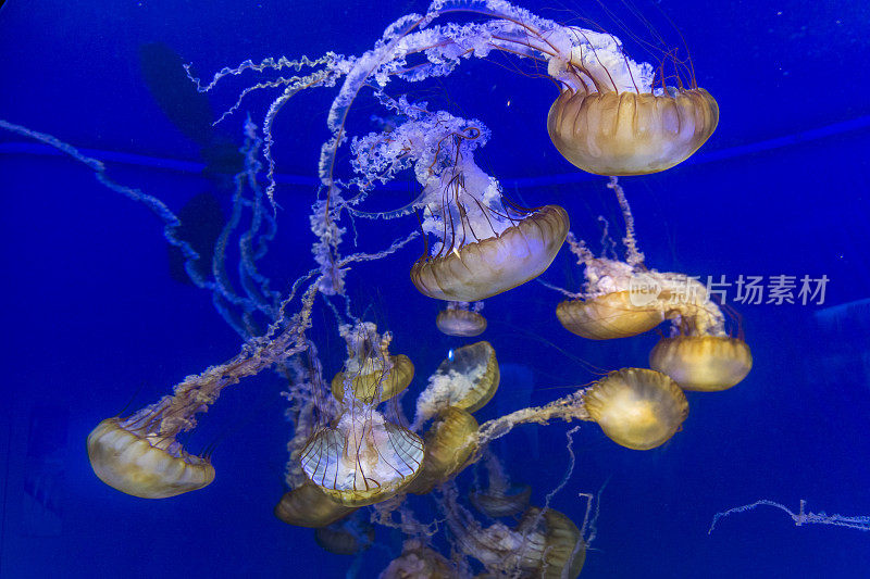 海刺水母