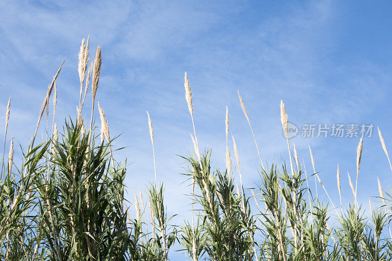 芦苇和天空