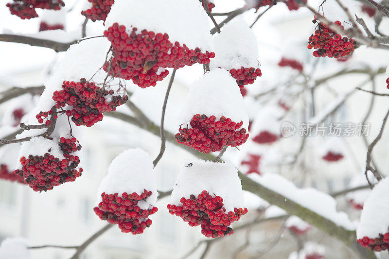 雪中的花楸果。