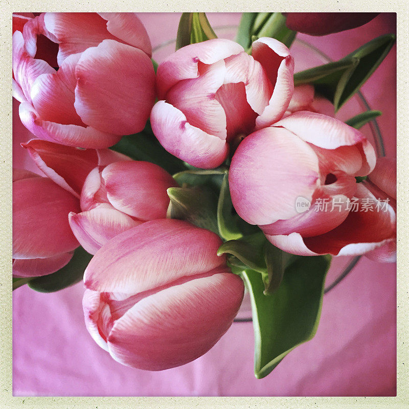 花瓶里的粉红色郁金香