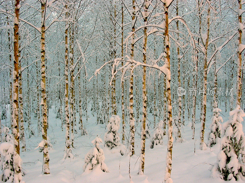 白雪覆盖的桦树