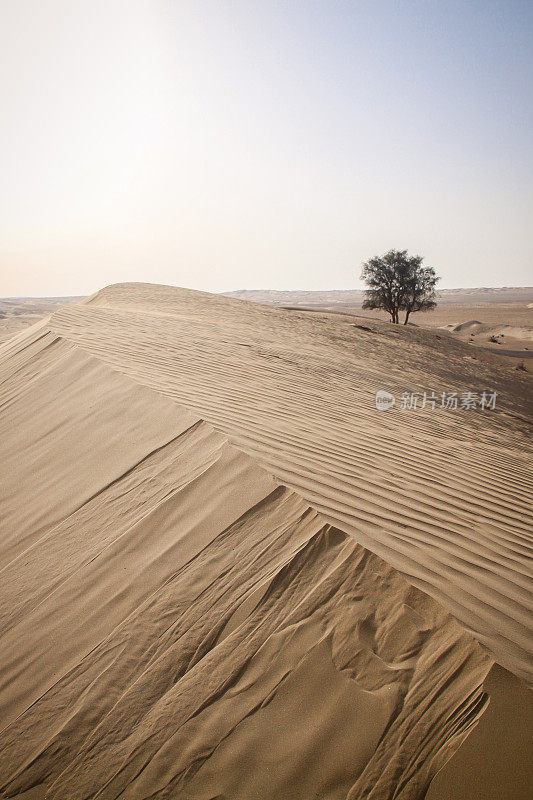 阿拉伯的沙丘