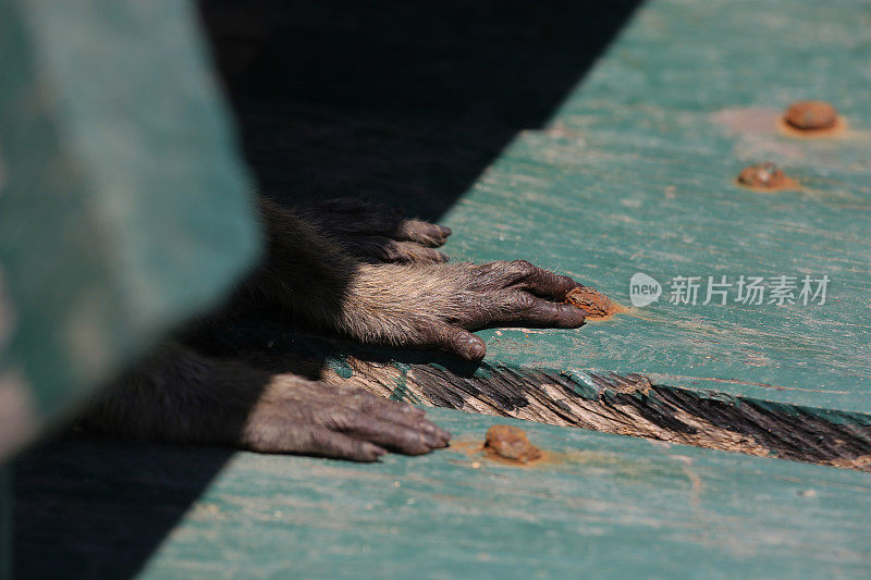 印度尼西亚:林卡岛上的长尾猕猴