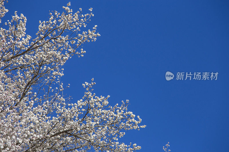 林芝桃花