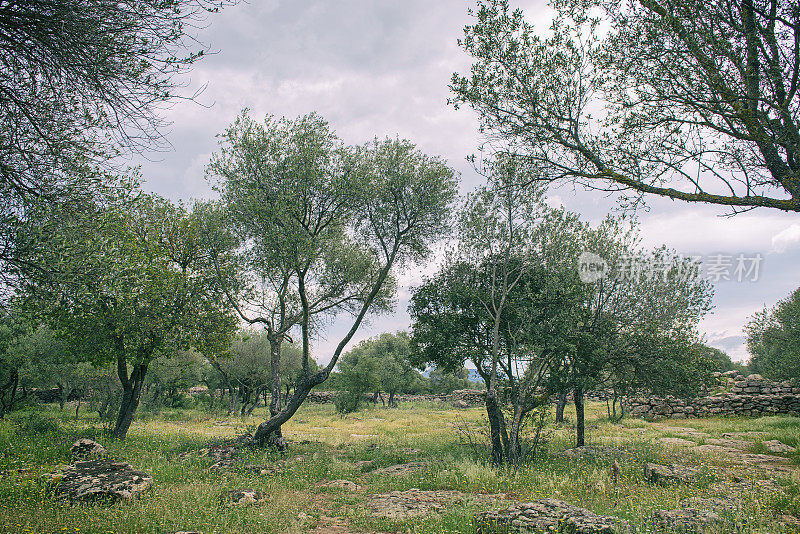 典型的意大利乡村:橄榄树种植园