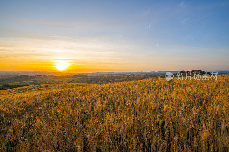 日落时分麦田里的小麦作物风景