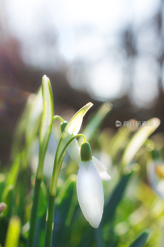 雪花莲