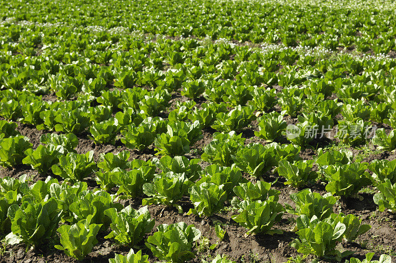 在肥沃的土壤上种植新的有机生菜