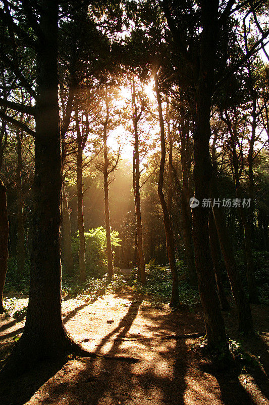 和平森林的早晨