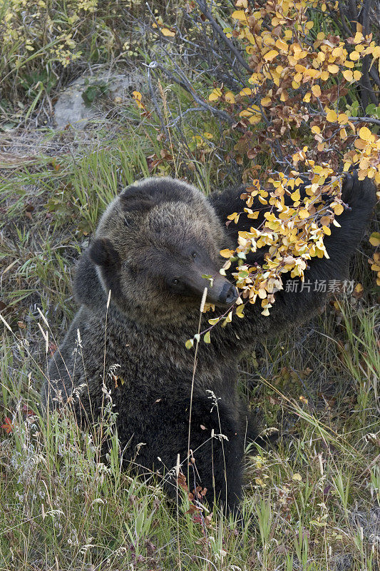 灰熊吃东西，怀俄明州