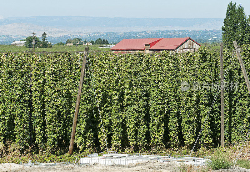 西澳大利亚州亚基马山谷的啤酒花田和加工厂