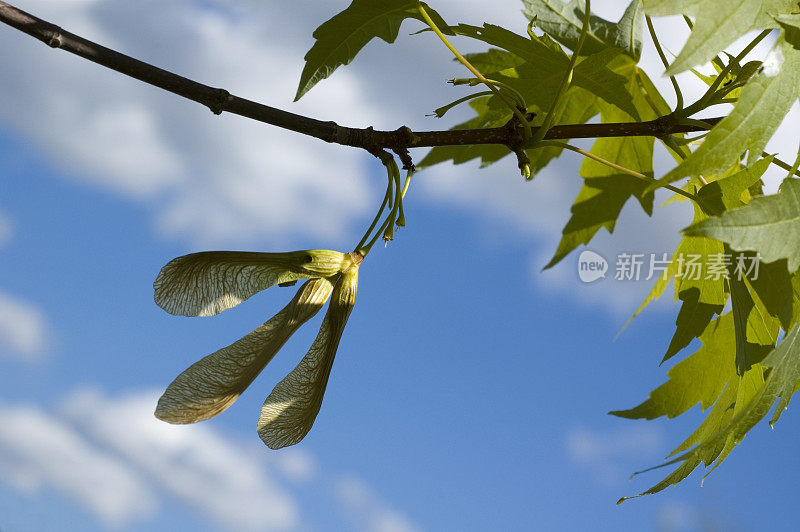 枫树豆荚