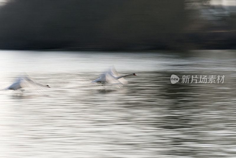 沉默的天鹅，天鹅色，飞翔，模糊的运动