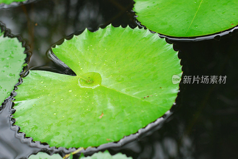 雨后的荷花