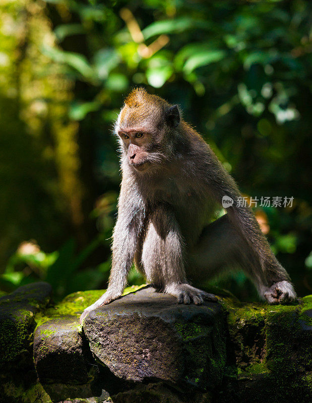 印度尼西亚巴厘岛上的年轻长尾猕猴