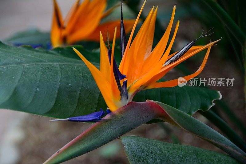 天堂鸟植物