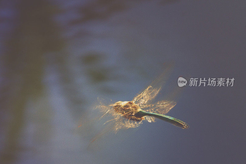 闪闪发光的蜻蜓在美丽的阳光黄昏