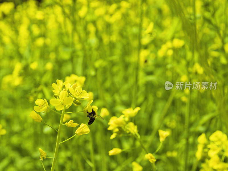 春天鲜花盛开