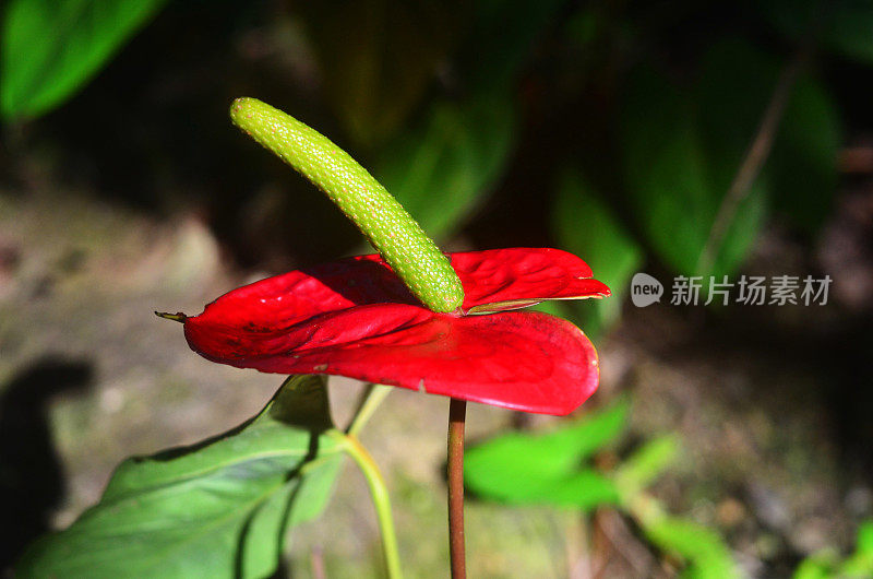 阴茎百合红色的花瓣