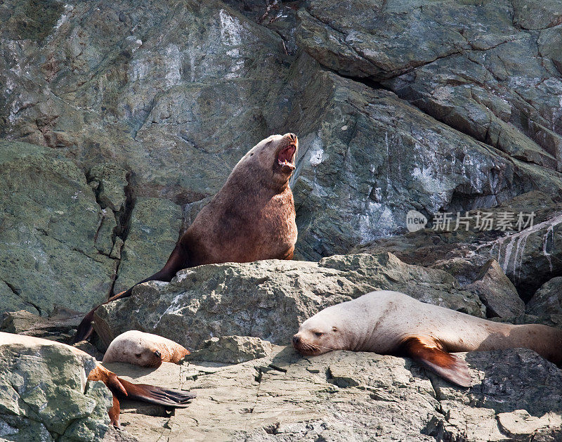 海狮