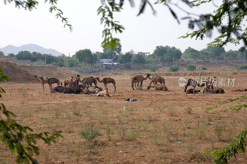 在印度沙漠里吃草的骆驼