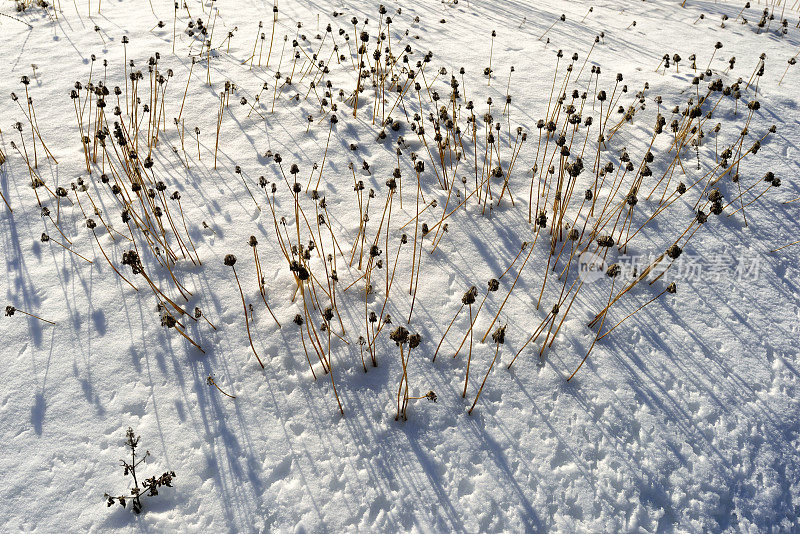 城市里的草和雪